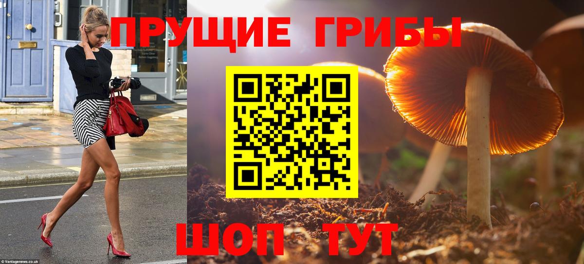 Назрань  Псилоцибиновые грибы Cubensis  Вход с VPN 